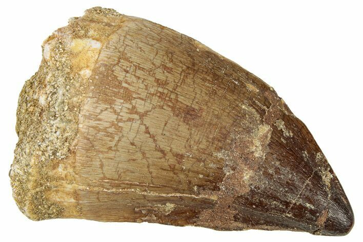Fossil Mosasaur (Prognathodon) Tooth - Morocco #326451